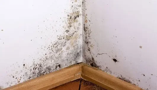 Schimmelbeseitigung, Experte für Schimmelsanierung, Schimmelschaden